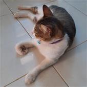 Biể