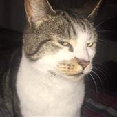 đôi