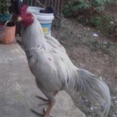 Múa