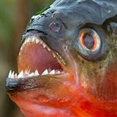 Bắt
