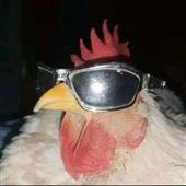Pli