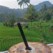 Lok