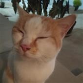 Đa 
