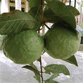 Bầu
