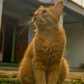 chú