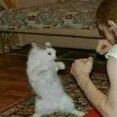 Gam