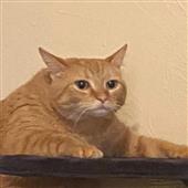 Các