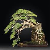 Nhữ