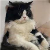 Chu