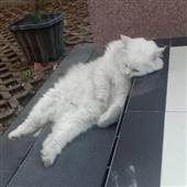 Các