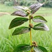 Lướ