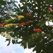 Chú