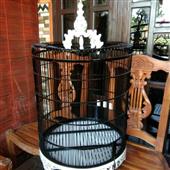 Trự