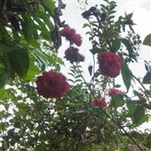 Bản