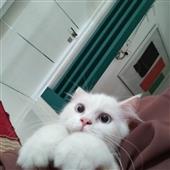 Cha