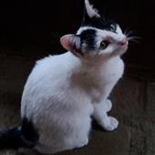 Thá