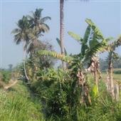 Nhậ