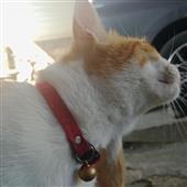 Các