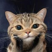 Giả