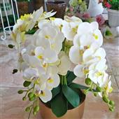 Bản