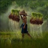 Rồn