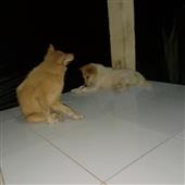 Chỉ