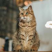 Các