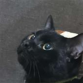 Các