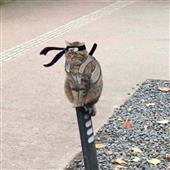 For