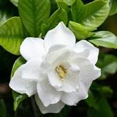 Lịc