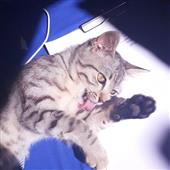 Ali