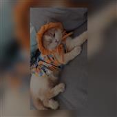 VUA
