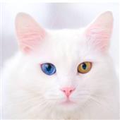 Gia
