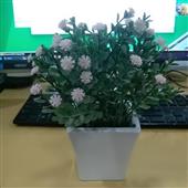 Phỉ