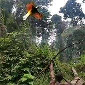 Siê