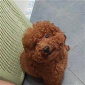Phầ