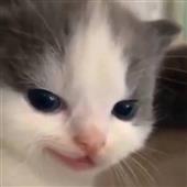 Phư