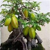 đất