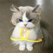 Luậ