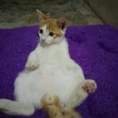 Ngô