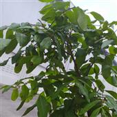 Trự
