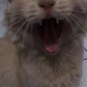Blo