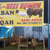 Đán