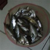 Thể