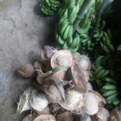 Kịc