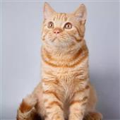 Cas
