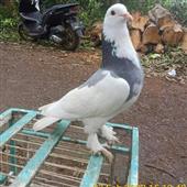 nữ 