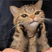 Pok