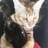 Giả