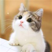 Giả